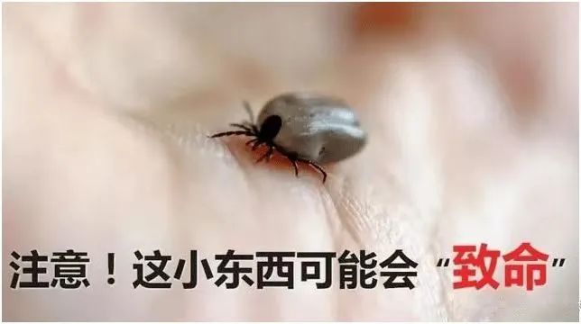 蜱虫知名.jpg 蜱虫知名.jpg